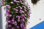 gal/diverses/Portugal Algarve 2017/_thb_DSC09138.JPG